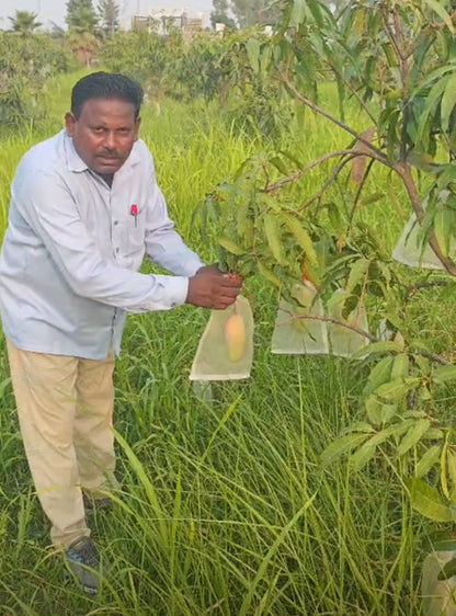 Mango | Banana Mangoes (Saharanpur, Uttar Pradesh)- Organically Grown - Pesticide-Free &amp; Naturally Ripened-Carbide Free