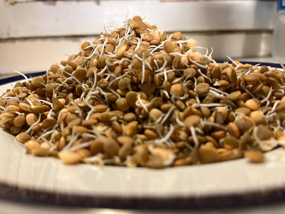 Sprouts | Masoor Lentil Sprouts - Nutrient-Rich Whole Brown Lentil Sprouts- High Protein &amp; Fiber- 150gm