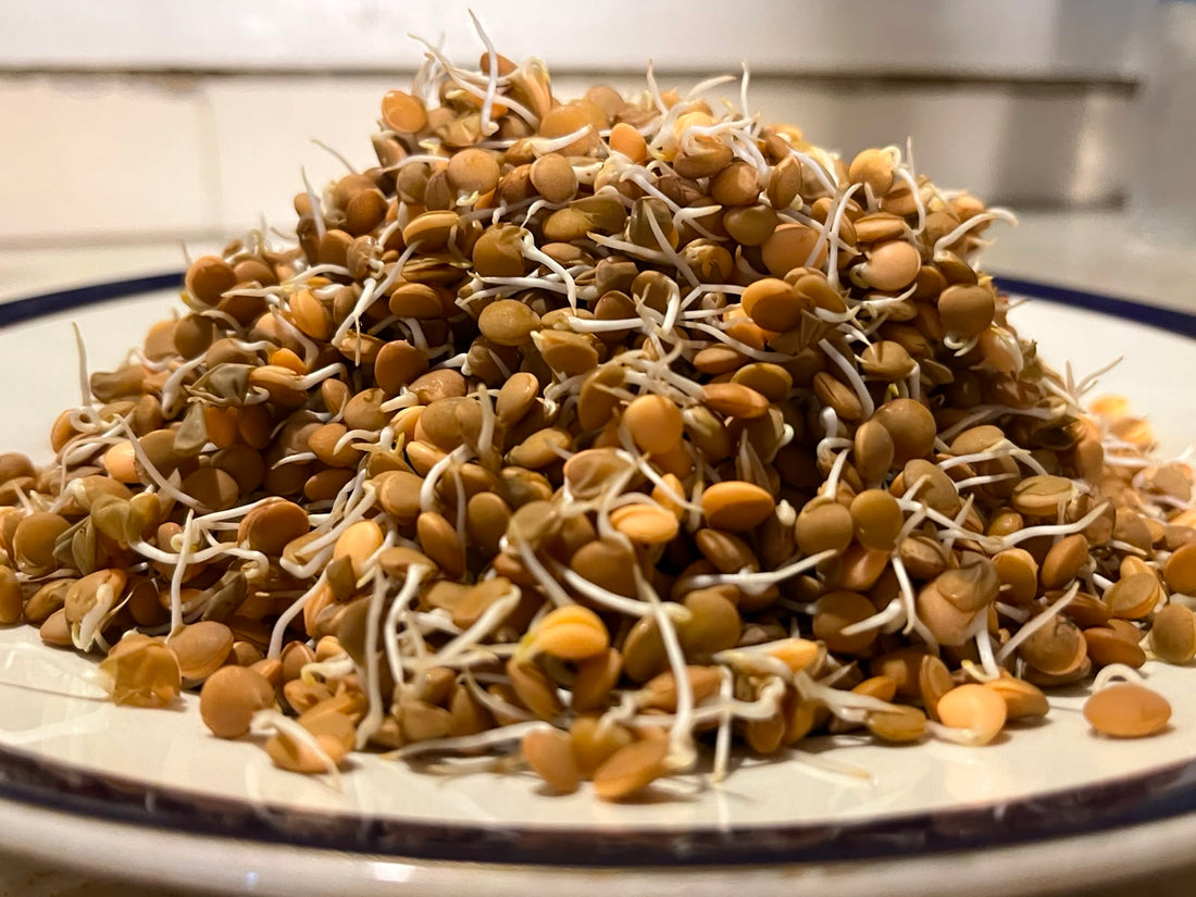 Sprouts | Masoor Lentil Sprouts - Nutrient-Rich Whole Brown Lentil Sprouts- High Protein &amp; Fiber- 150gm
