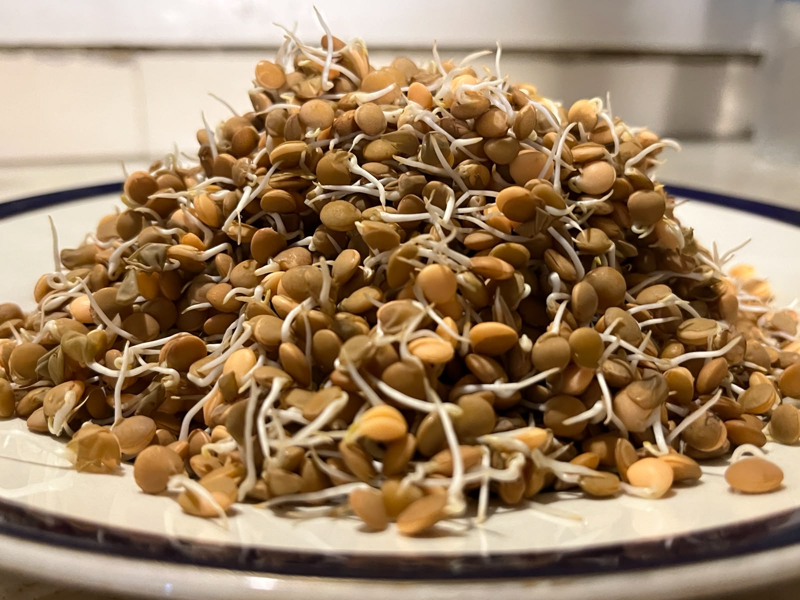 Sprouts | Masoor Lentil Sprouts - Nutrient-Rich Whole Brown Lentil Sprouts- High Protein &amp; Fiber- 150gm