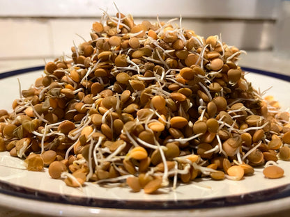 Sprouts | Masoor Lentil Sprouts - Nutrient-Rich Whole Brown Lentil Sprouts- High Protein &amp; Fiber- 150gm