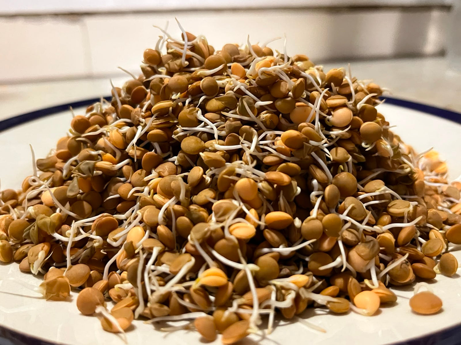 Sprouts | Masoor Lentil Sprouts - Nutrient-Rich Whole Brown Lentil Sprouts- High Protein &amp; Fiber- 150gm