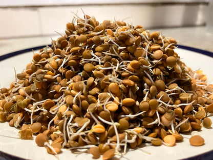 Sprouts | Masoor Lentil Sprouts - Nutrient-Rich Whole Brown Lentil Sprouts- High Protein &amp; Fiber- 150gm