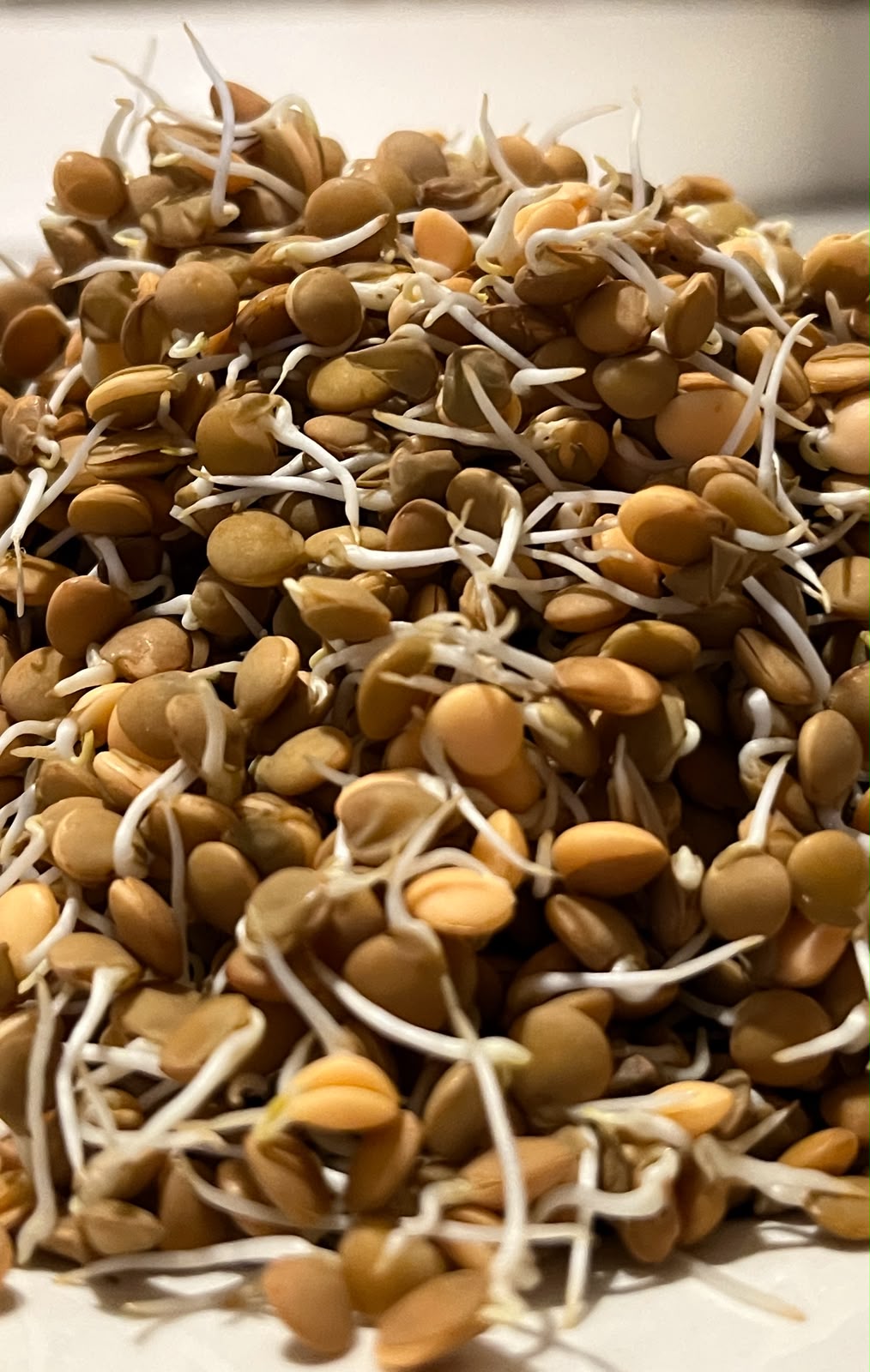 Sprouts | Masoor Lentil Sprouts - Nutrient-Rich Whole Brown Lentil Sprouts- High Protein &amp; Fiber- 150gm