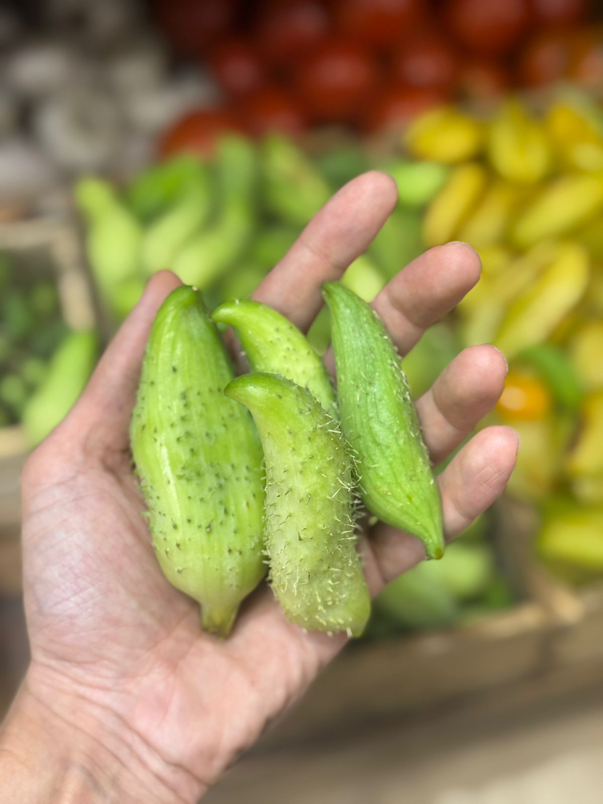 Karela | Meetha Karela (Paonta Sahib) - Organically Grown