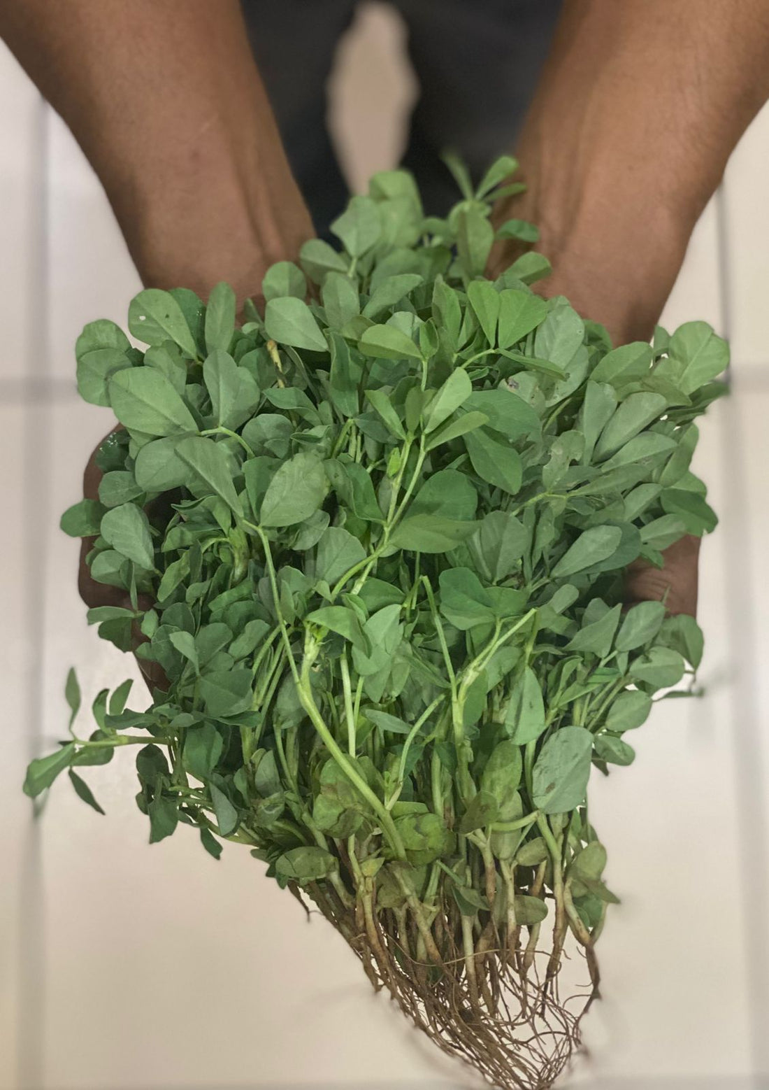 Methi (Fenugreek Leaves) (Paonta Sahib) - Rich Source Of Calcium, Magnesium &amp;amp; Vitamin D - Certified Organic