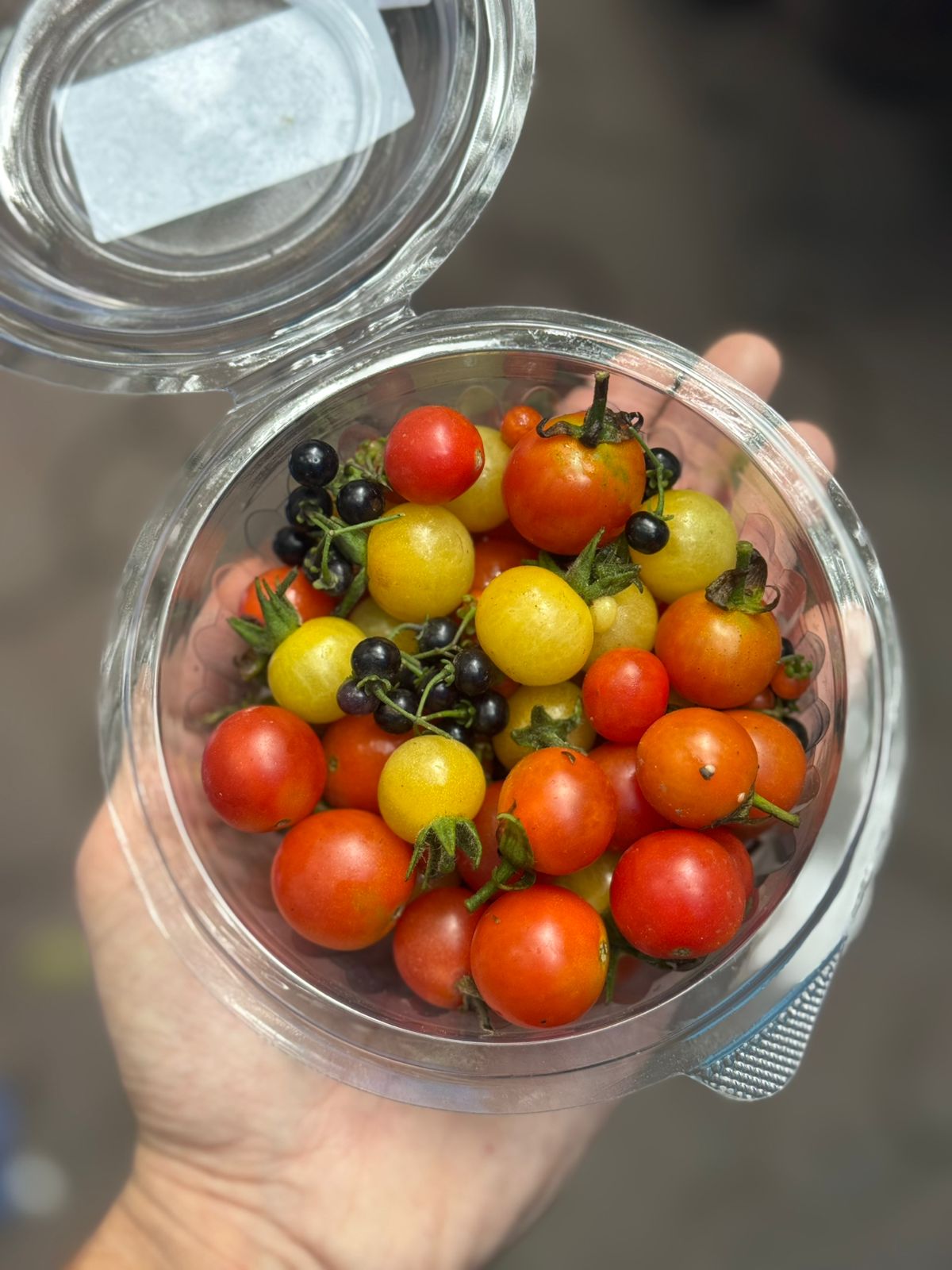 Cherry | Mixed Cherry Tomatoes -Organically Grown - Natural Farming- No Chemical Fertilizers- Per Box