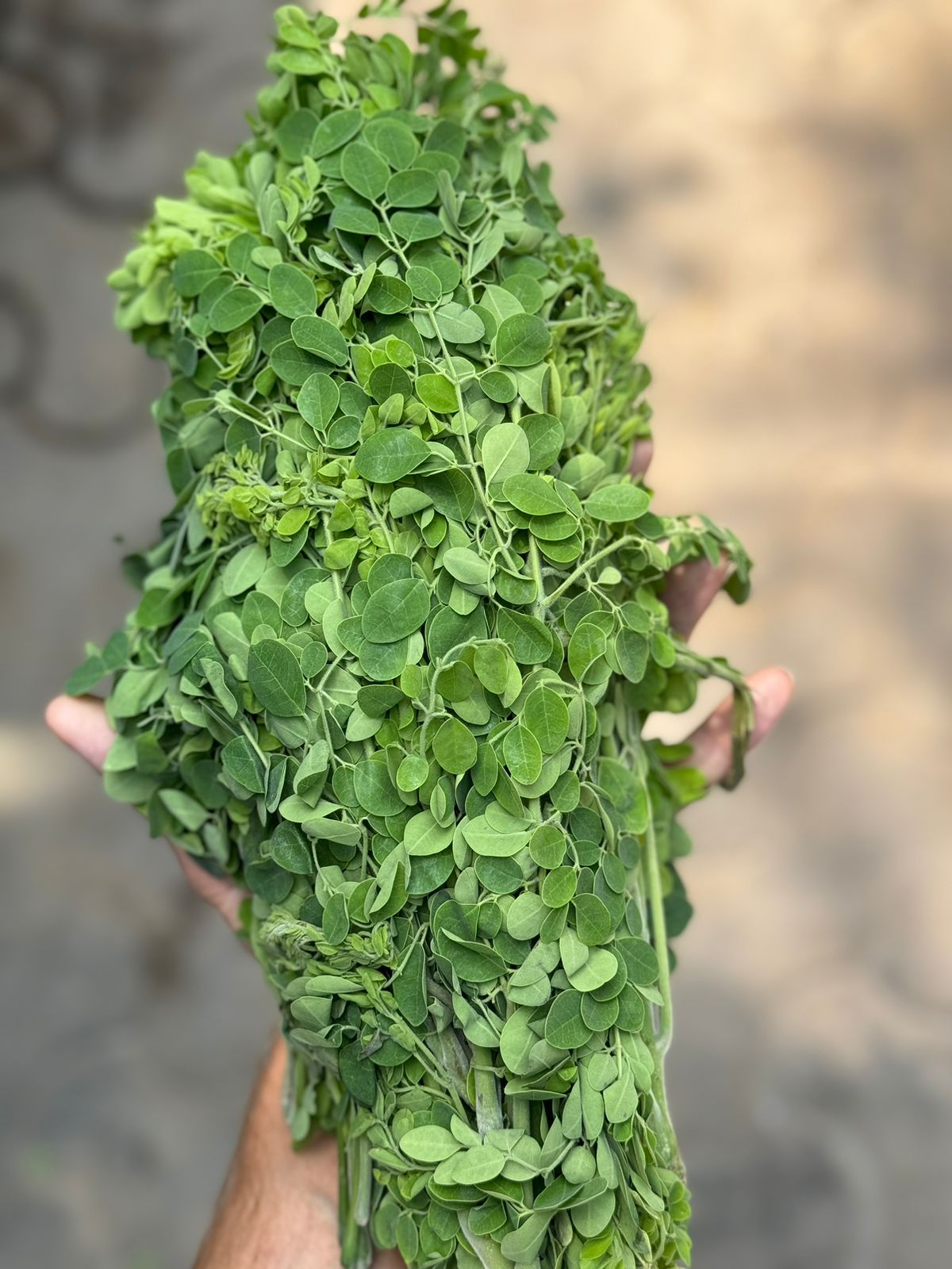 Moringa Leaves | (Himachal Pradesh, Paonta Sahib) - Organically Grown