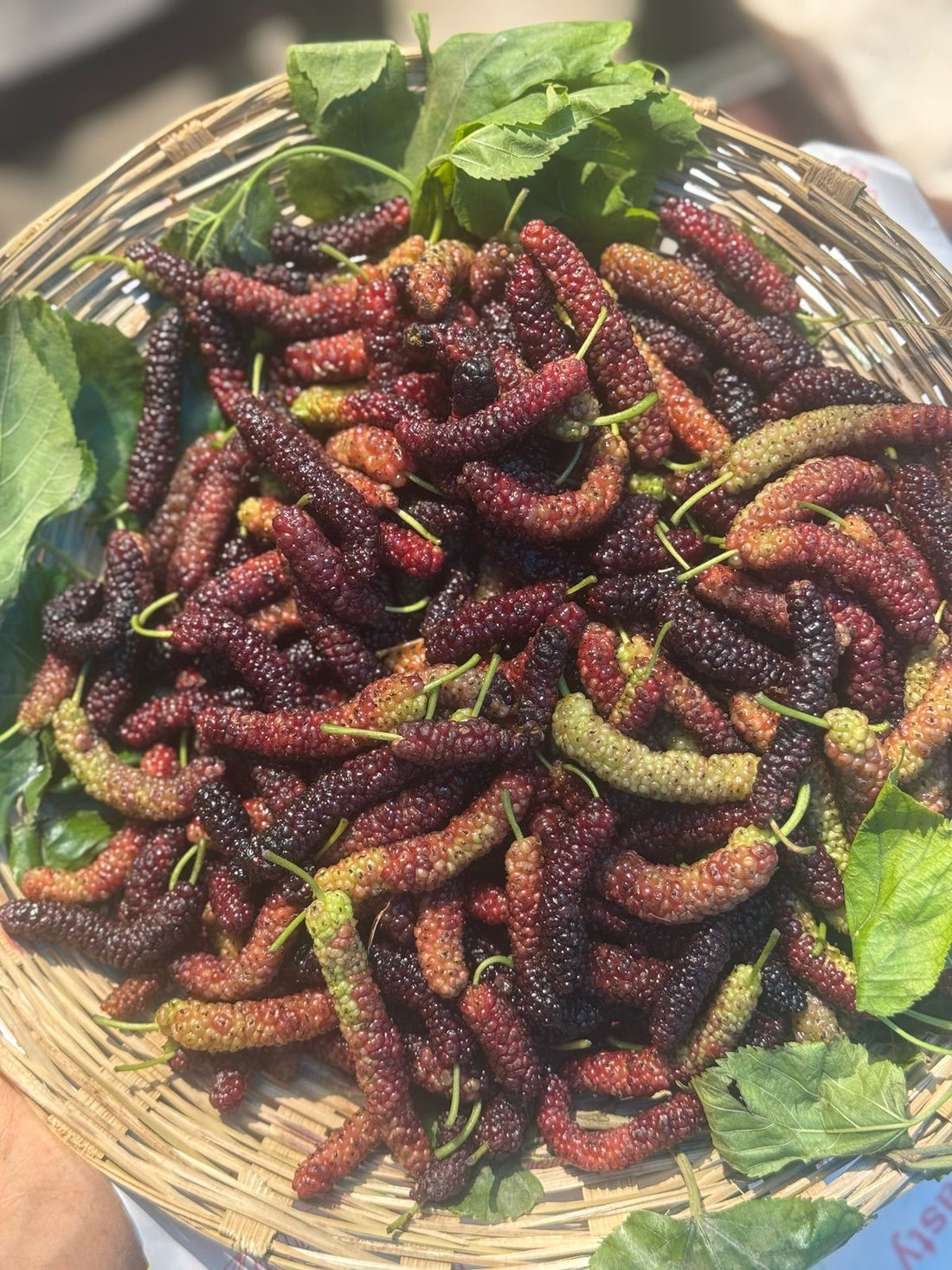 Mulberry | (Shahtoot)