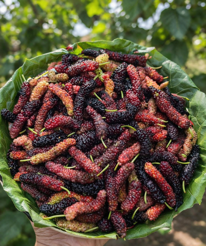 Mulberry | (Shahtoot) - Pune - Organically Grown - Pesticide Free &amp; Chemical Free - 170gm