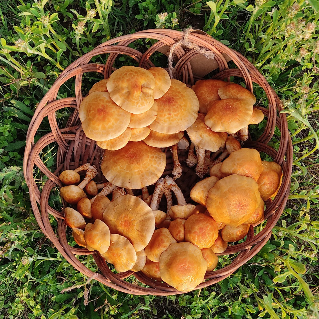 Mushroom | Nameko - Nutty Taste - Locally Grown - Low in Calories, Rich in Vitamin D & Protein & Fiber