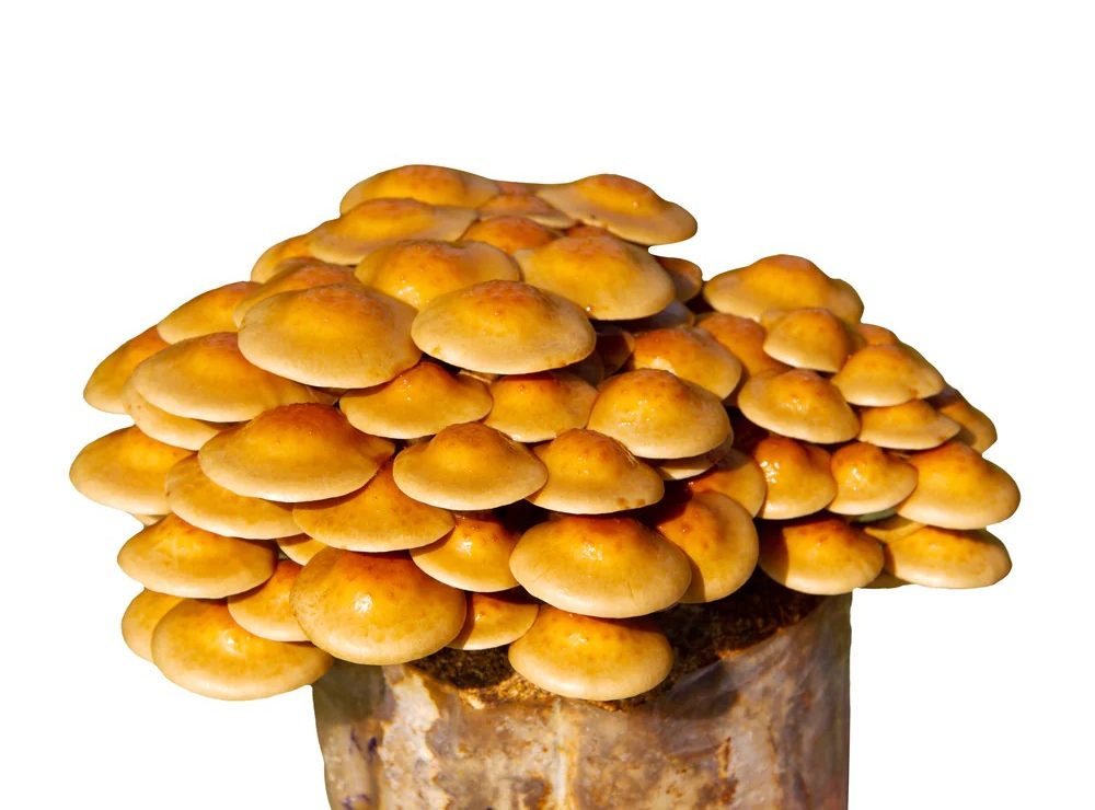 Mushroom | Nameko - Nutty Taste - Locally Grown - Low in Calories, Rich in Vitamin D & Protein & Fiber