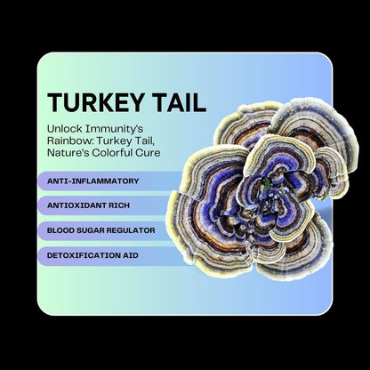 Mushroom Powder | Turkey Tail – Cognitive Function – Gut Support – Immune Support – Vegan, Gluten Free, Cholesterol Free, Soy Free, Peanut Free &amp;amp; Dairy Free – Alchemy Dose – (30 Serving) – 30gm