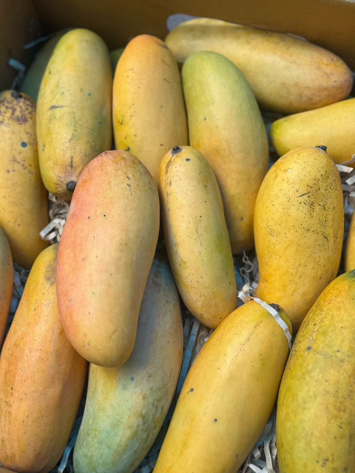 Mango | Nam Doc Thai  Mangoes (Saharanpur, Uttar Pradesh)- Organically Grown - Pesticide-Free &amp; Naturally Ripened-Carbide Free