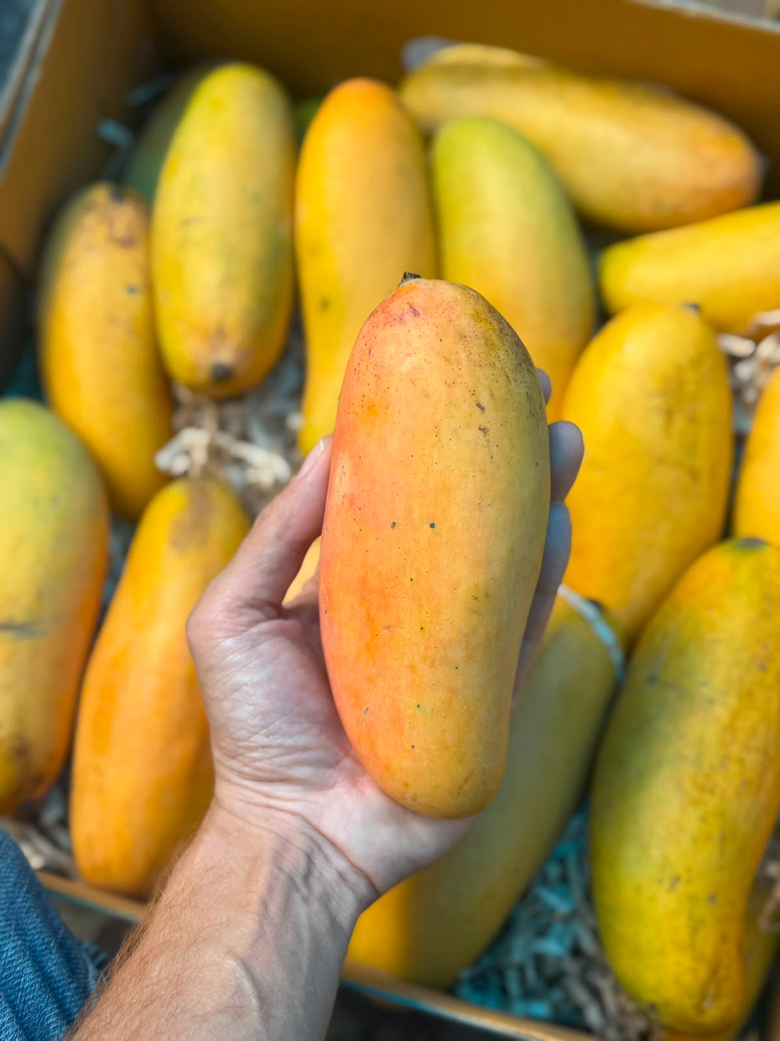 Mango | Nam Doc Thai Mangoes (Saharanpur, Uttar Pradesh)- Organically Grown - Pesticide-Free & Naturally Ripened-Carbide Free