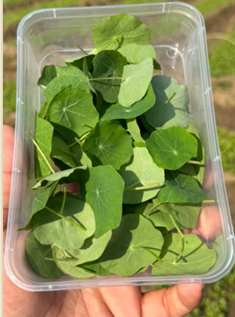 Leaves | Nasturtium Leaves (Peppery Leaves) - Locally Grown – Organically Grown - Nature&