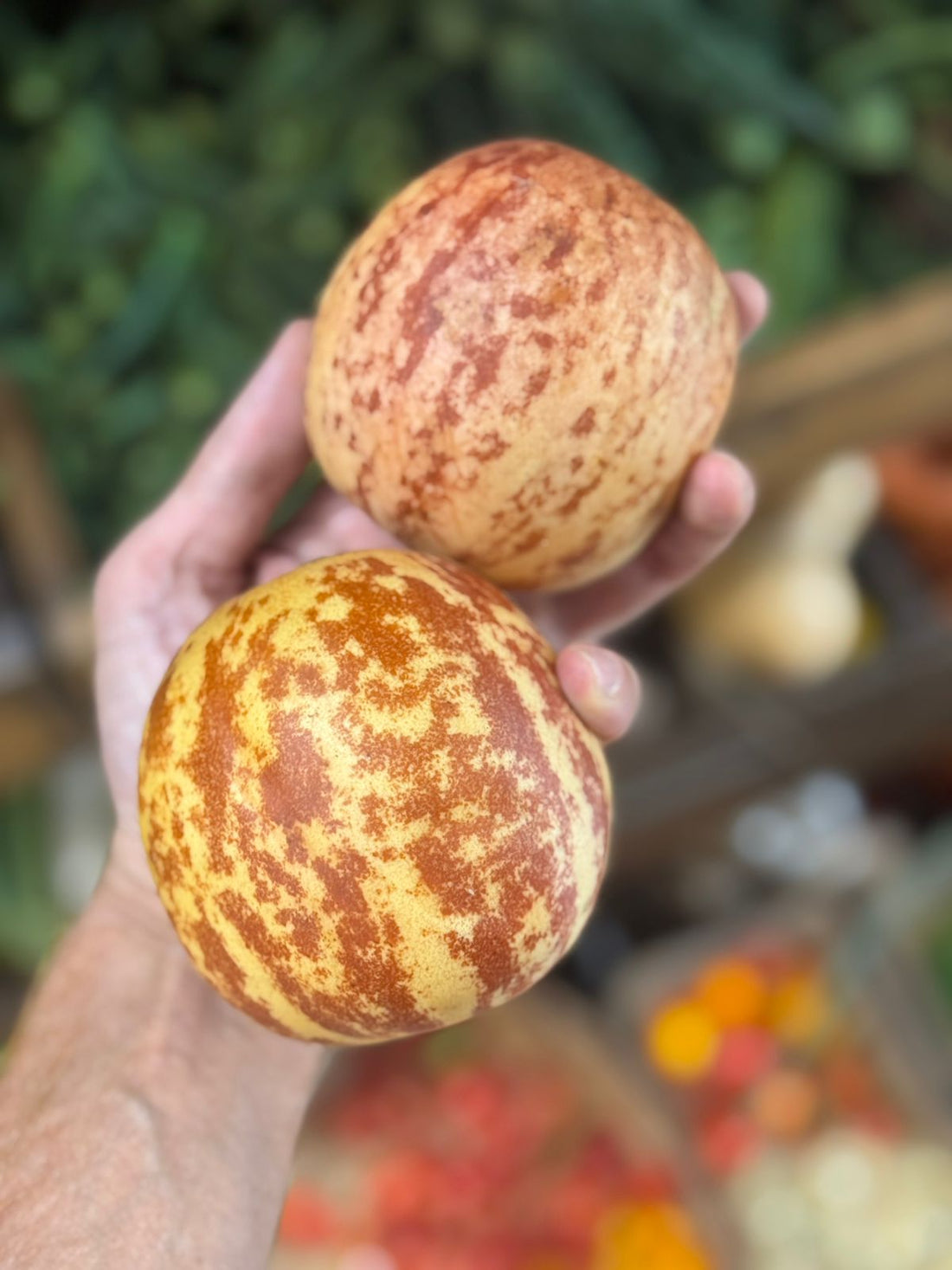 Kachri | Natural Farming (Rajasthan)