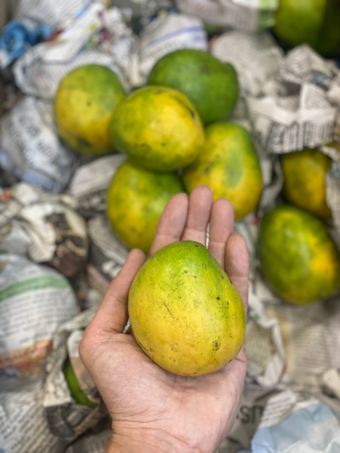 Neelam Mango | Kerala - Carbide Free &amp; Naturally Ripened