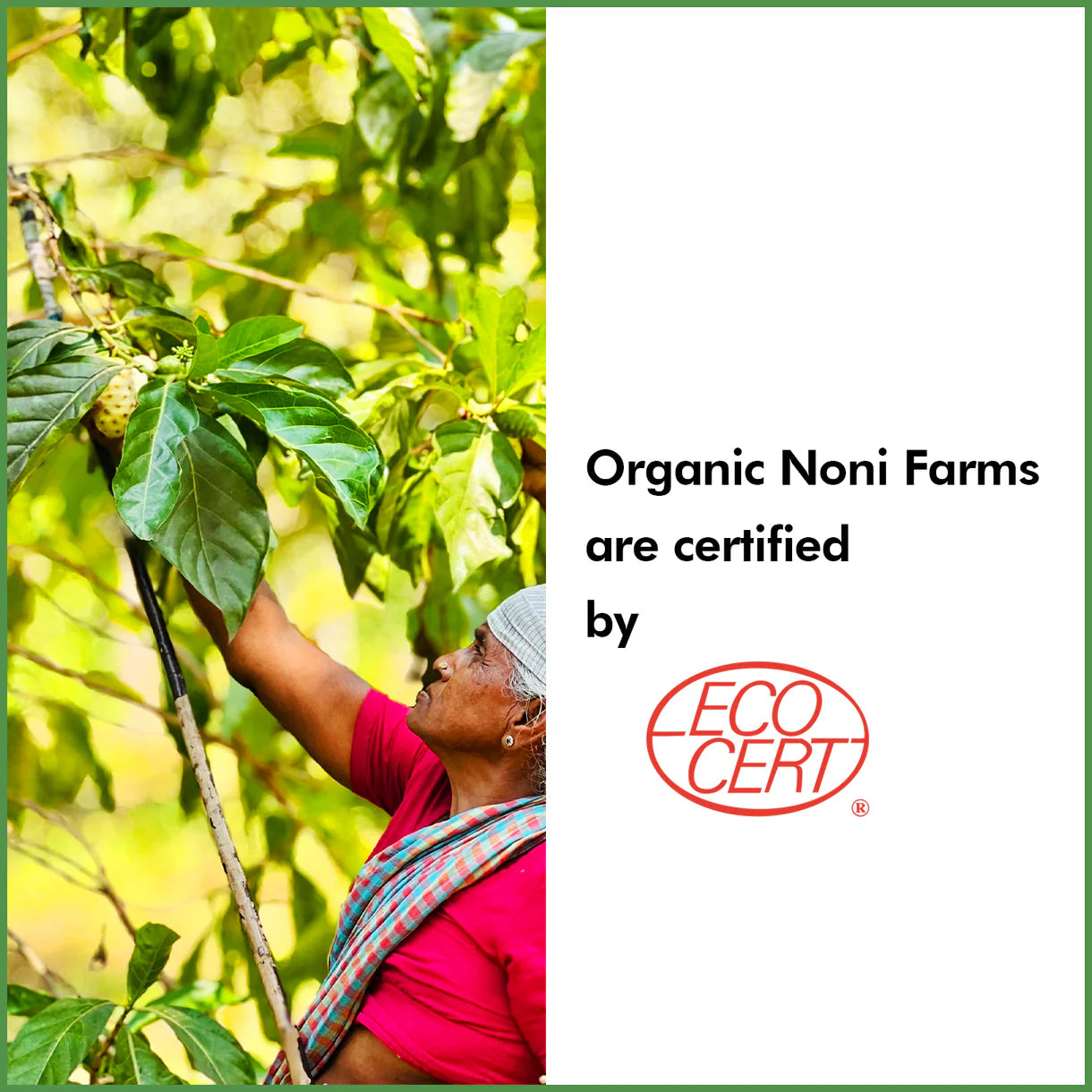 Noni Juice| Organic Noni Fruit Juice -Vegan, Non GMO - No Added Sugar, Flavors, or Preservatives- Grenera 500ml