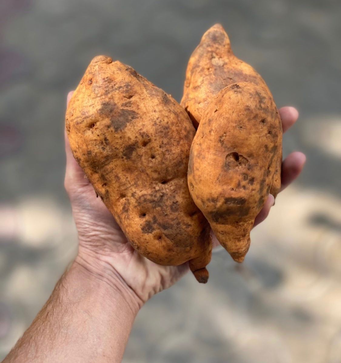 Orange Sweet Potatoes | Rich in Vitamin A – Orissa – Natural Farming