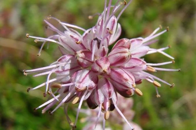 Jamboo | Faran - Tempering Condiment For Soups &amp;amp; Dals - The Pahri Life - 40gm