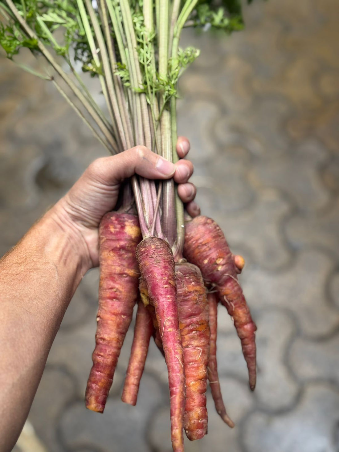 Carrot | Purple Carrot – Saharanpur - Certified Organic - Pesticide-Free