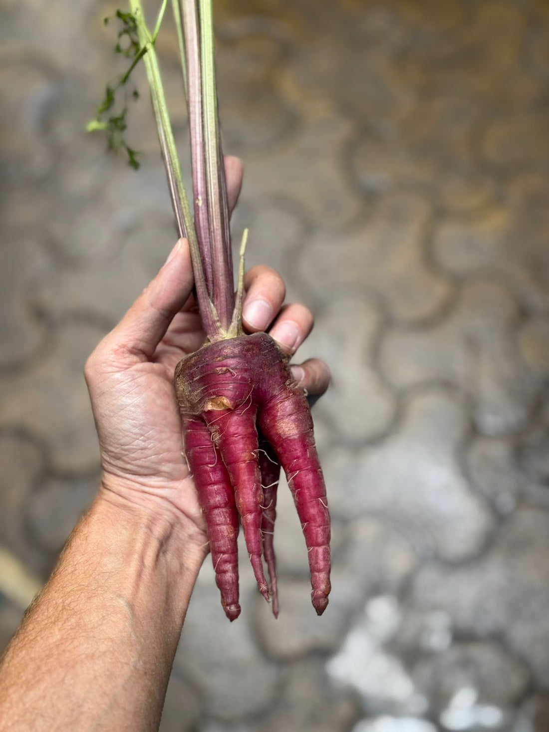 Carrot | Purple Carrot – Saharanpur - Certified Organic - Pesticide-Free