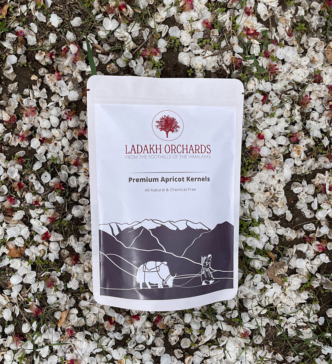 Apricots | Premium Apricot Kernels - From The Foothills Of The Himalayas - Sun Dried - All Natural & Chemical Free - Ladakh Orchards - 500gm