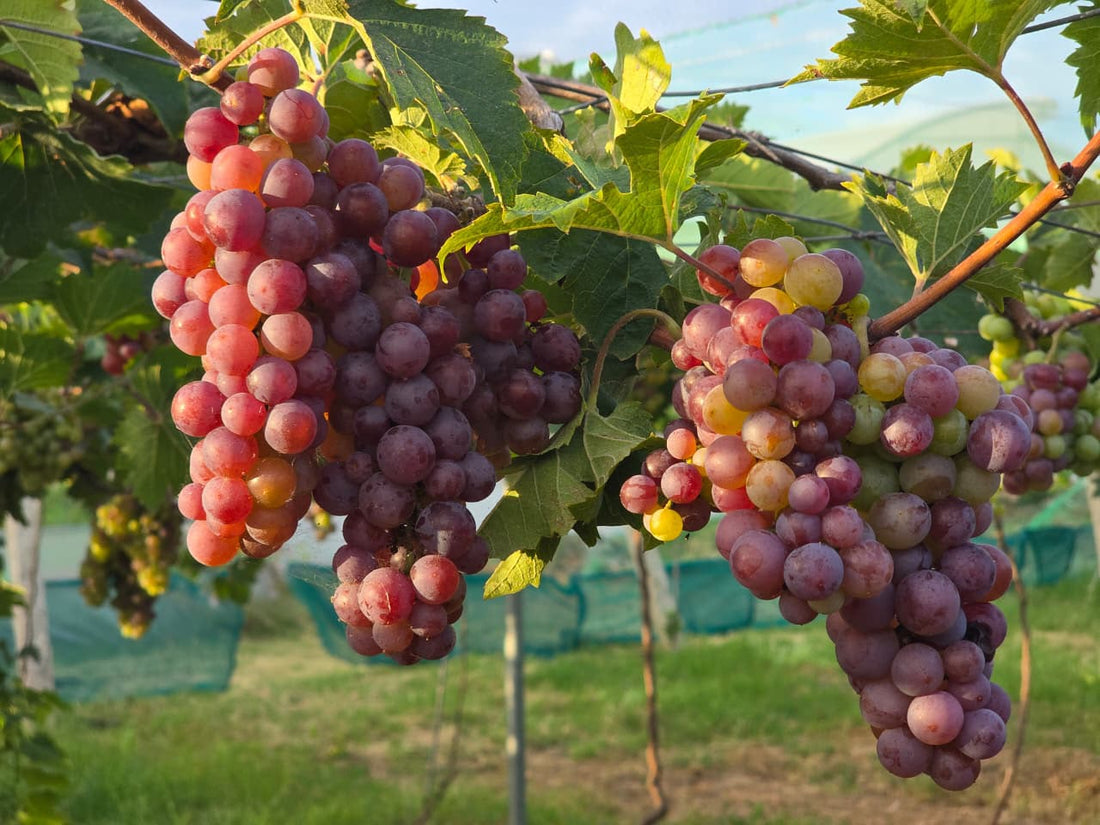 Grapes | Paneer Grapes (Panneer Thiratchai)- Cumbum Valley in Tamil Nadu - Rose Grapes-Certified organic -Organic Growing