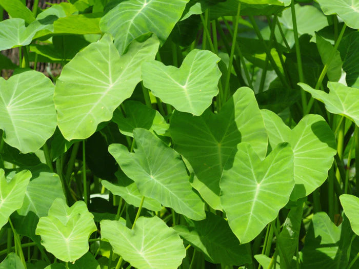 Badi | Papad (Taro Leaf) Badi (Nainital, Uttarakhand) - The Pahari Life - 150gm