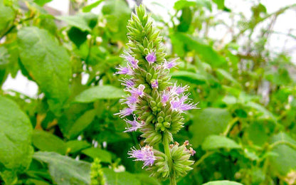 Patchouli Oil (Pogostemon Cablin) - Natural - Indian - Meraki Essentials - 10ml