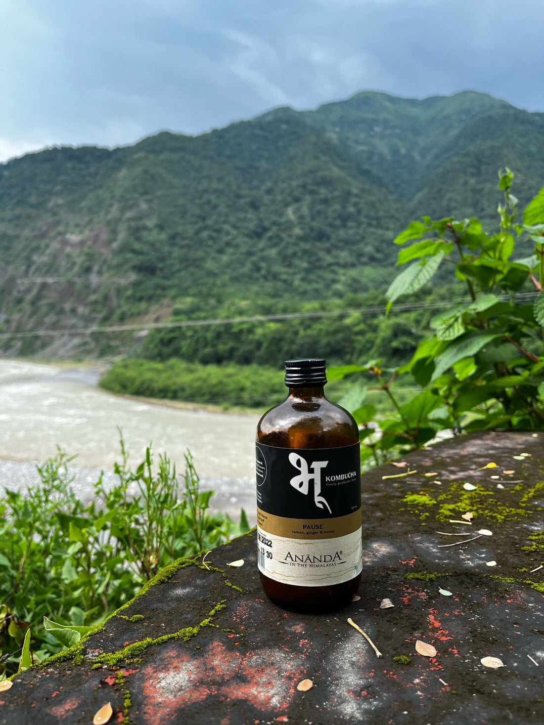 Kombucha | Pause (Lemon, Ginger, Honey Jun Tea) - Ananda - Unpasteurized - Natural – No Artificial Flavor & Preservatives – Bhu – 250ml