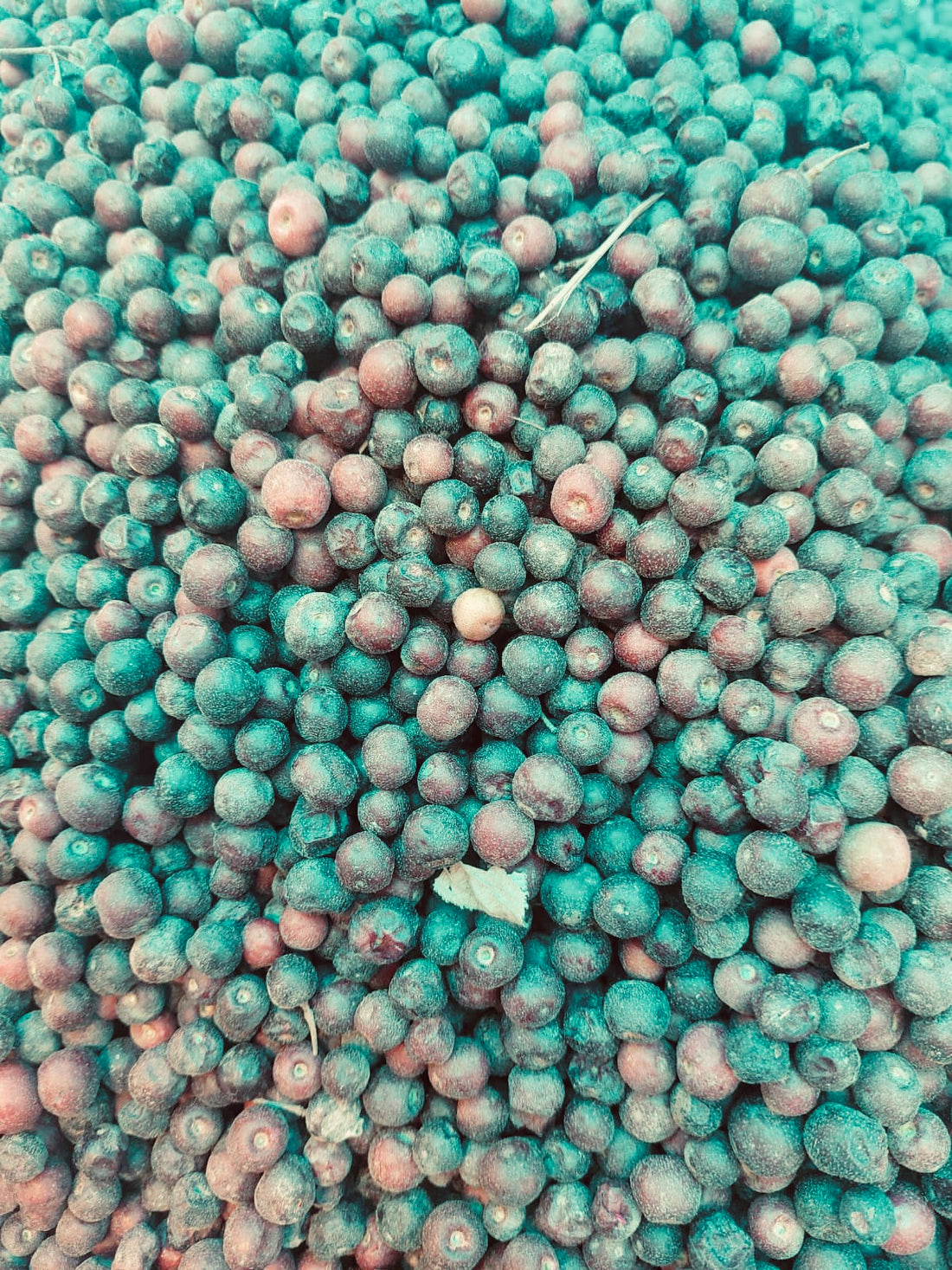 Phalse (Indian Sherbet Berry) | Mahendragarh, Rajasthan – Boosts Bone health, Helps in Anemia, Prevents Diabetes, Natural Cooling Property – Organically Grown – 500gm