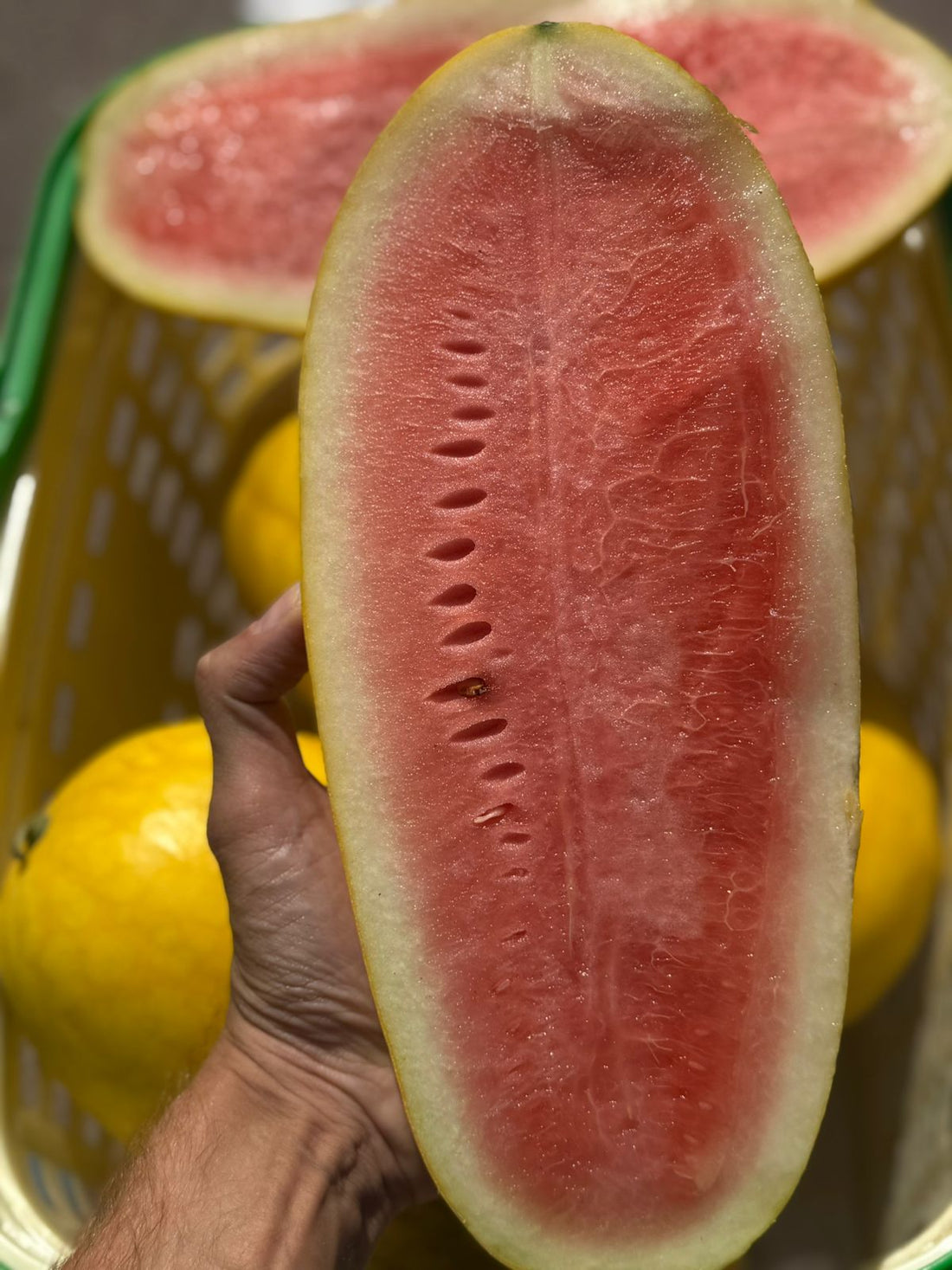 Watermelon | Pink Yellow Watermelon (Saharanpur) - Organically Grown- Certified organic -(Approx 2500 gm)