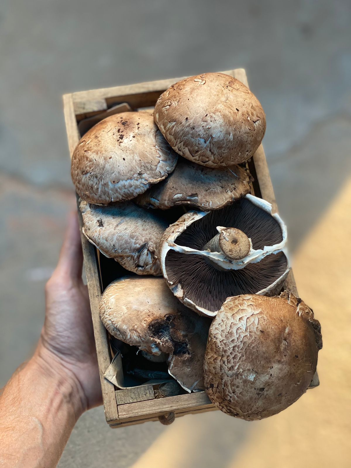 Portobello Mushrooms (Uttarakhand)