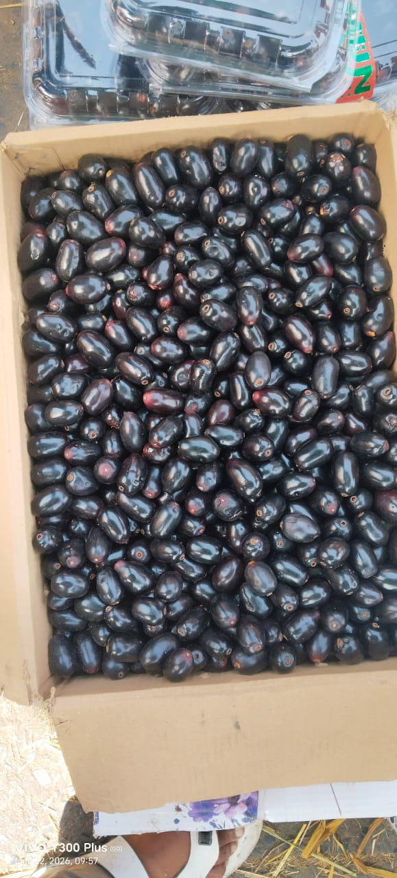 Jamun| Pushkar Jamun- Diabetic Friendly Fruits - 100% Natural Farming &amp; Organically Grown - 500gm