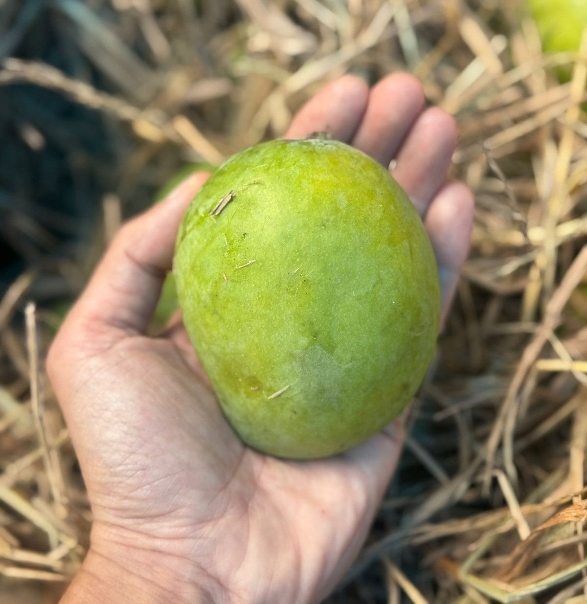 Mango| Priyoor Mango - Naturally Grown in Kerala - Chemical-Free &amp; Carbide-Free -Free &amp; Naturally Ripened - Organically Grown