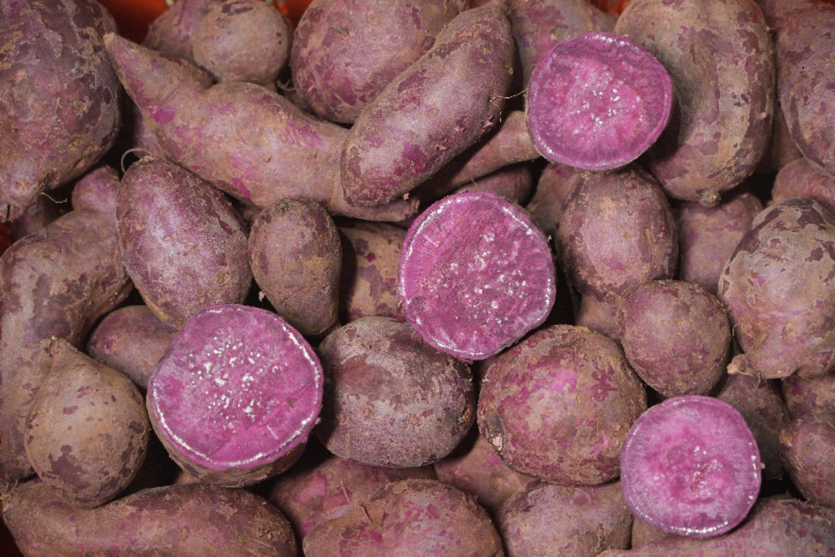 Purple Sweet Potato (Odisha) - Organically Grown - High in Anthocyanins