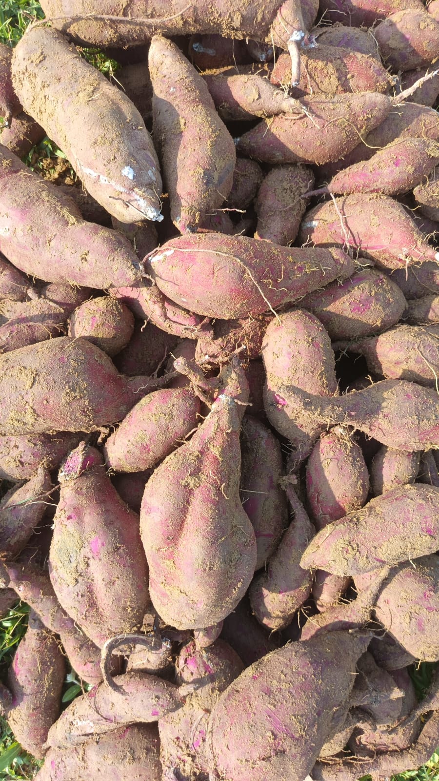 Purple Sweet Potato (Odisha) - Organically Grown - High in Anthocyanins
