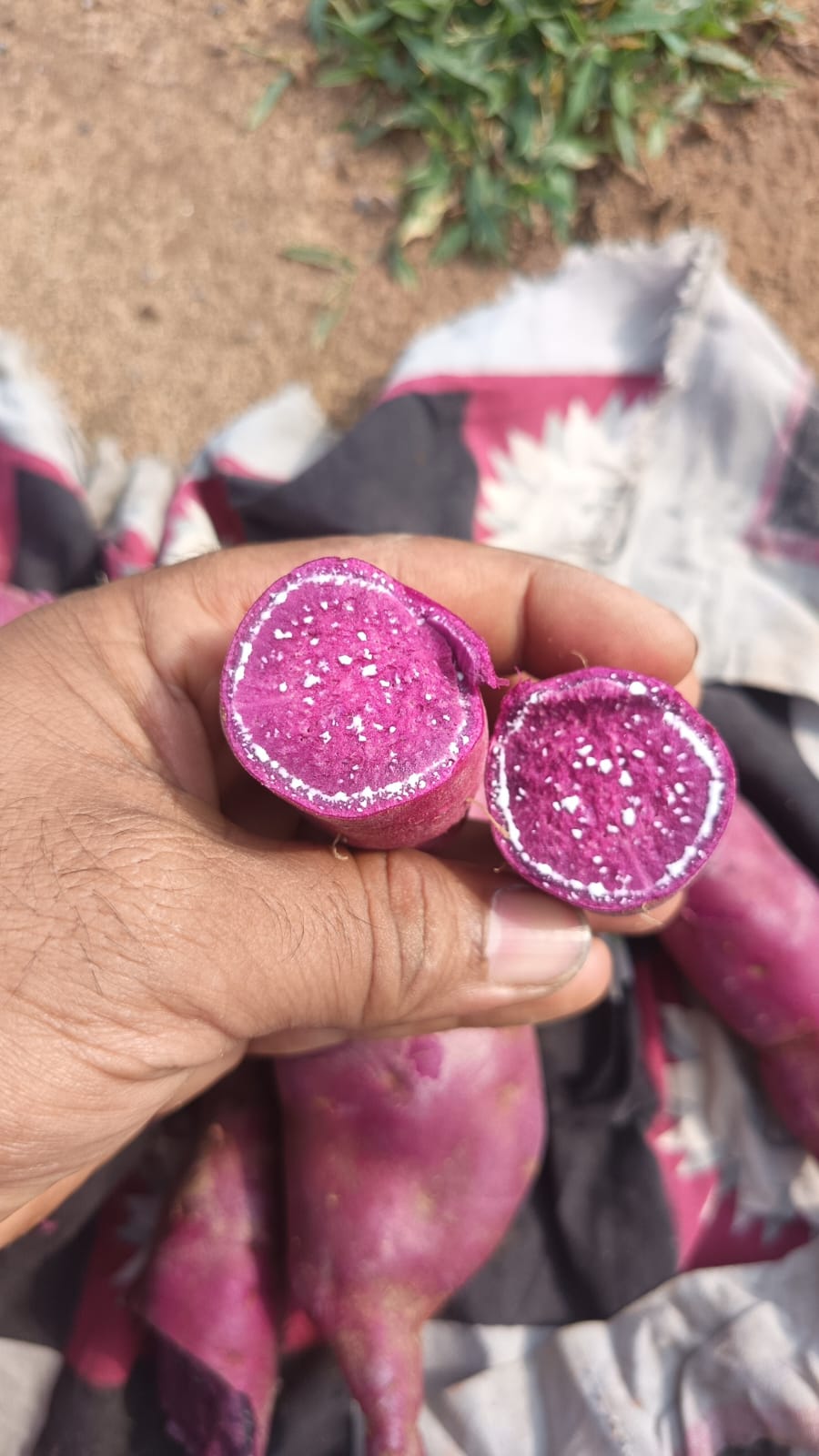 Purple Sweet Potato (Odisha) - Organically Grown - High in Anthocyanins