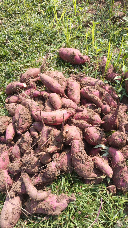 Purple Sweet Potato (Odisha) - Organically Grown - High in Anthocyanins