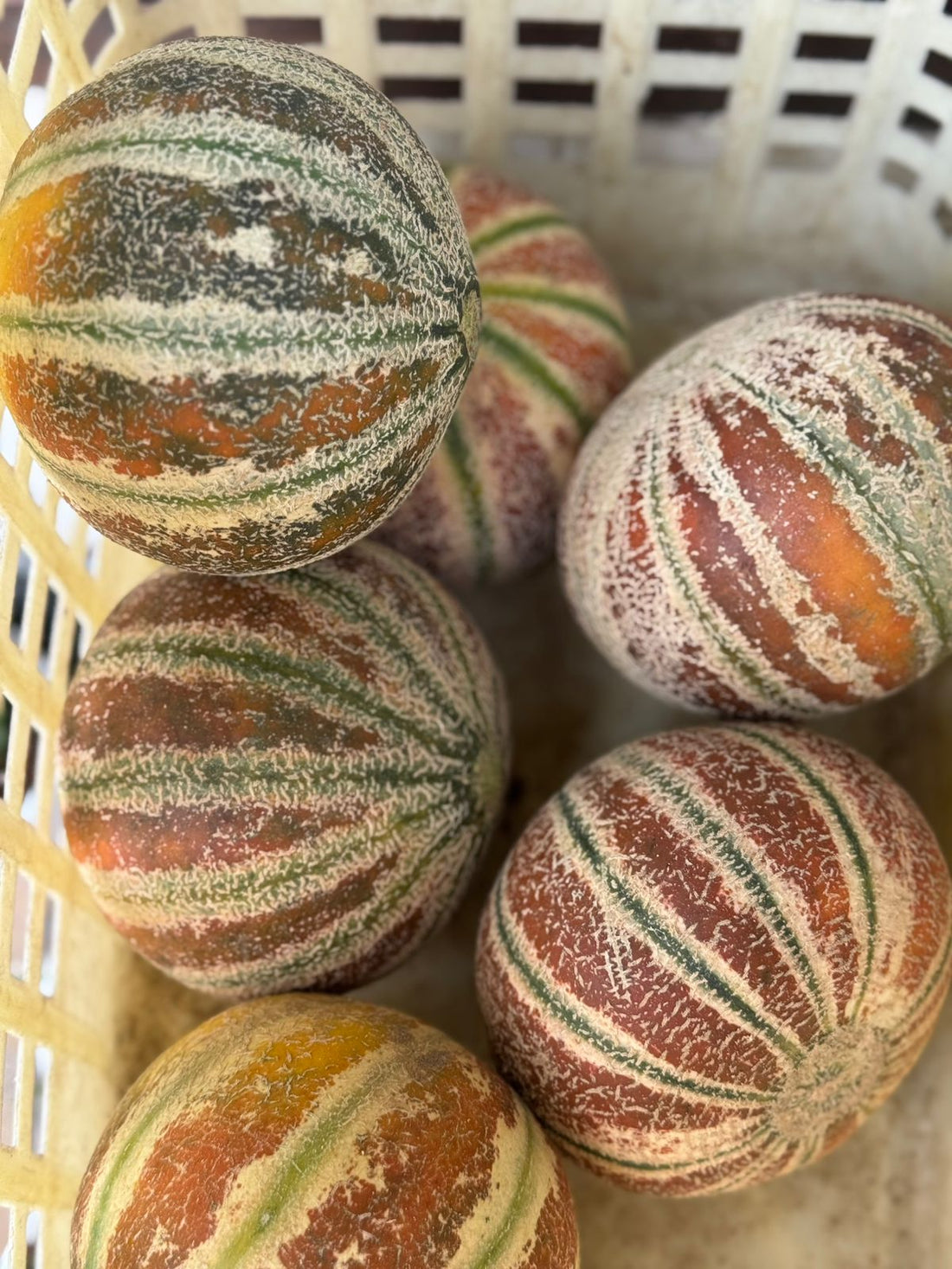 Muskmelon | Rajasthani Muskmelon (Kharbuja)- Organically Grown-Chemical Free &amp; Pesticide Free- 1000gm