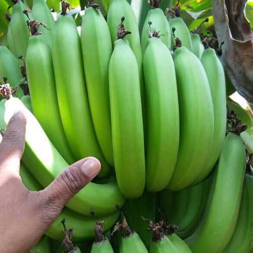 Banana | Raw  Green Banana – High Fiber &amp; Prebiotic Content-Pesticide-Free Cultivation – Organically Grown