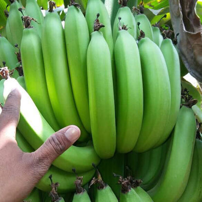 Banana | Raw  Green Banana – High Fiber &amp; Prebiotic Content-Pesticide-Free Cultivation – Organically Grown