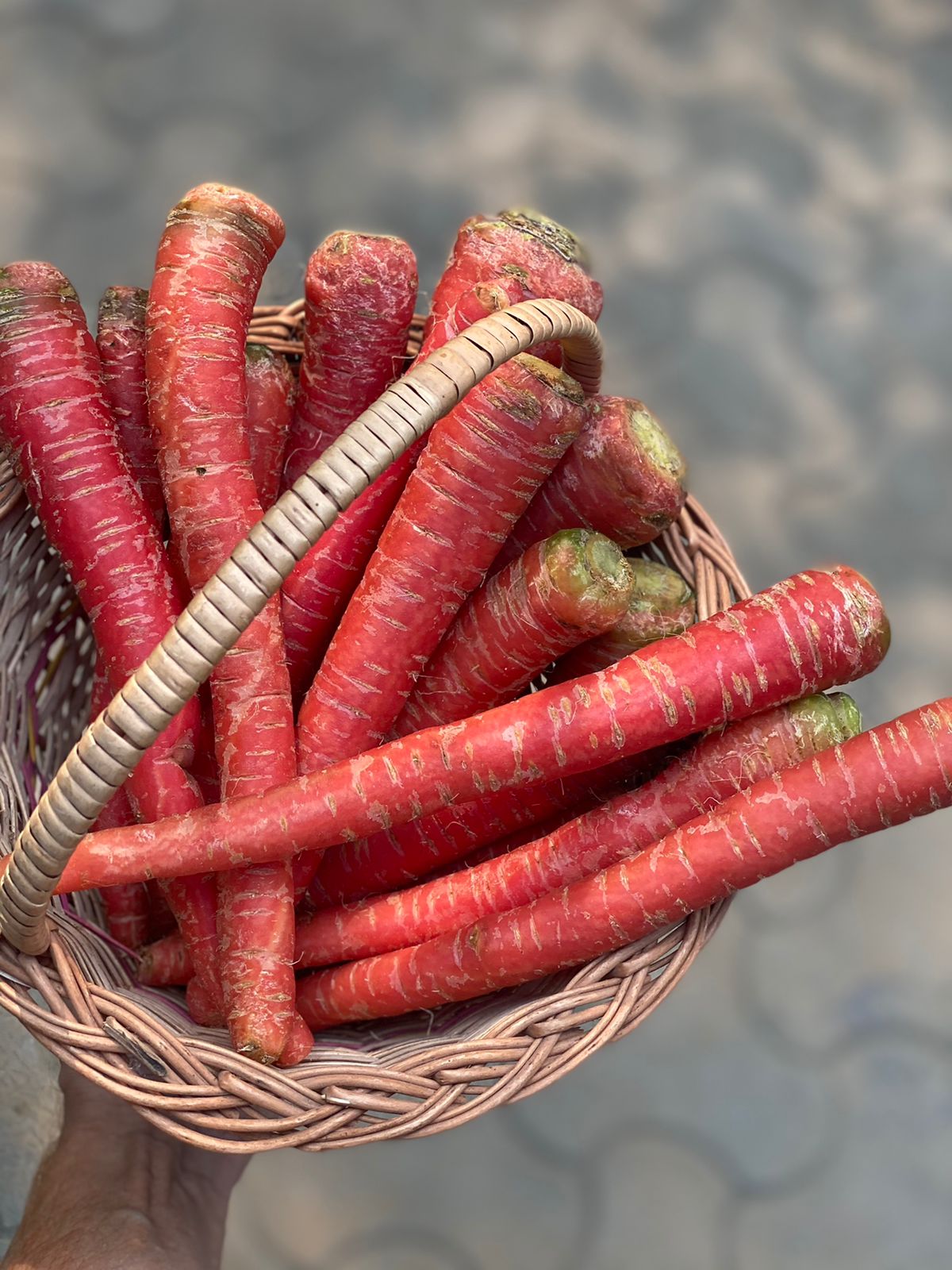 Red Carrot | (Himachal Pradesh) – Rich in Vitamin C &amp; Prevents Heart Disease – Certified Organic