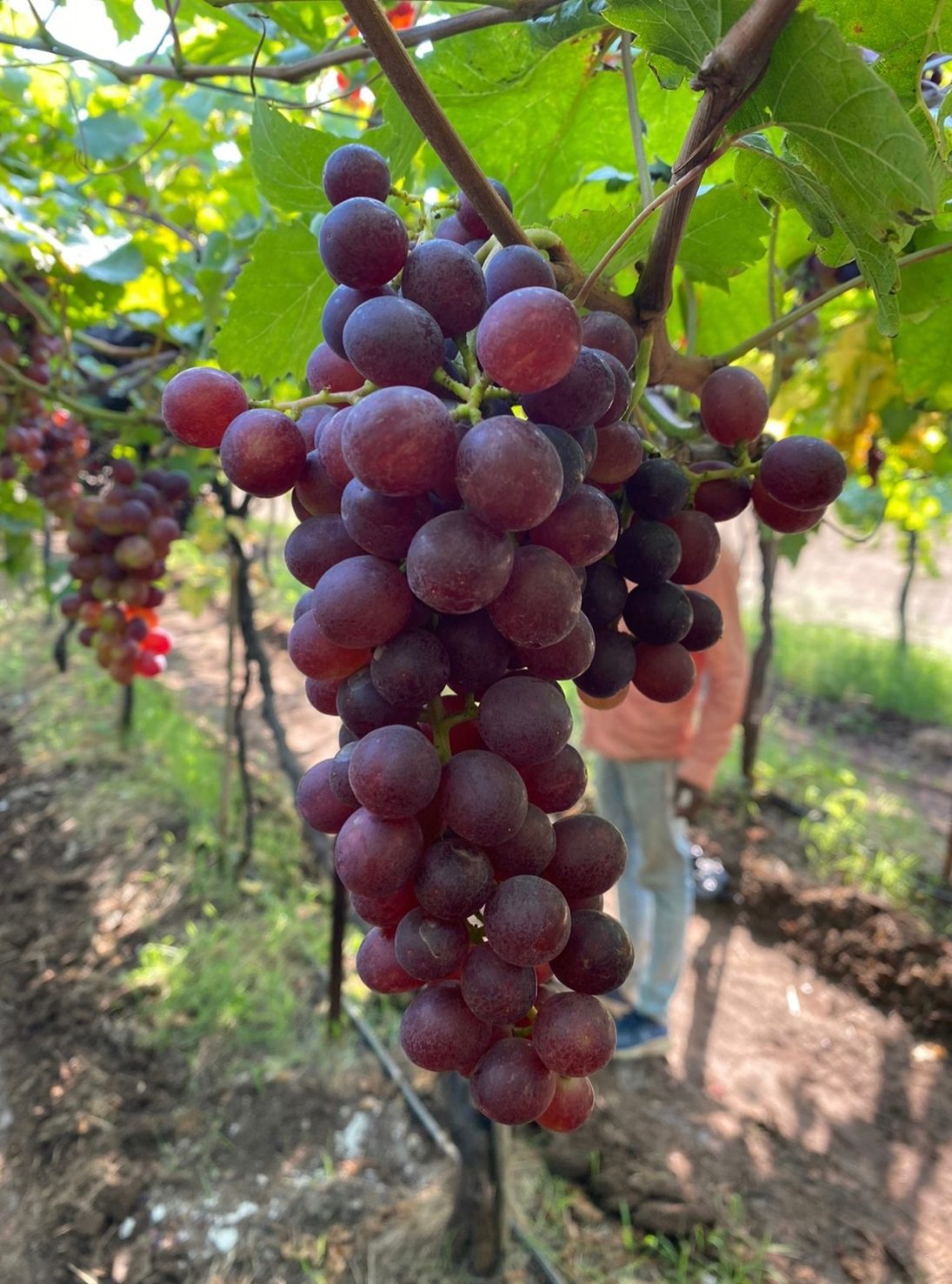 Red Flame Grapes | (Nashik) – Natural Farming – Organically Grown – 500gm