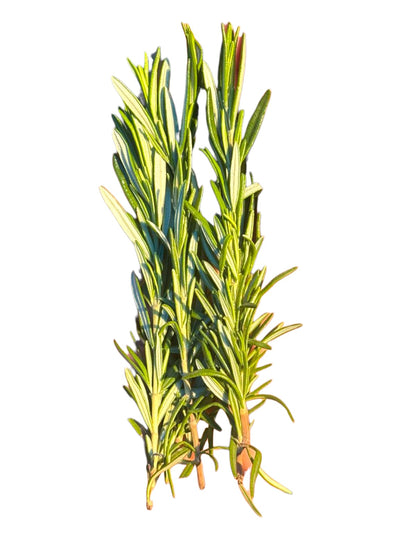 Rosemary - 10gm