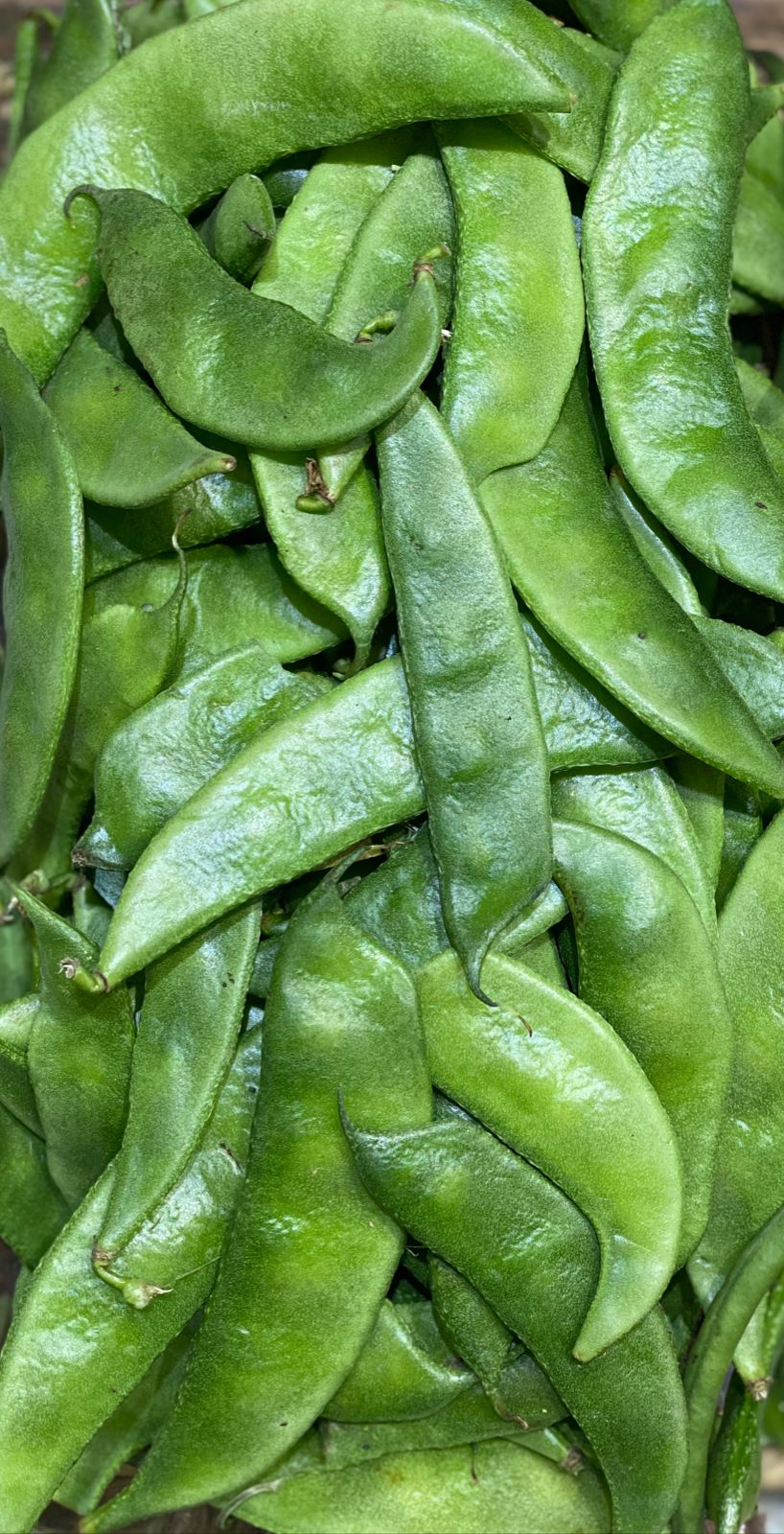 Sem Phali | (Cluster Beans) - Delhi - Rich In Fiber &amp;amp; Potassium - Organically Grown