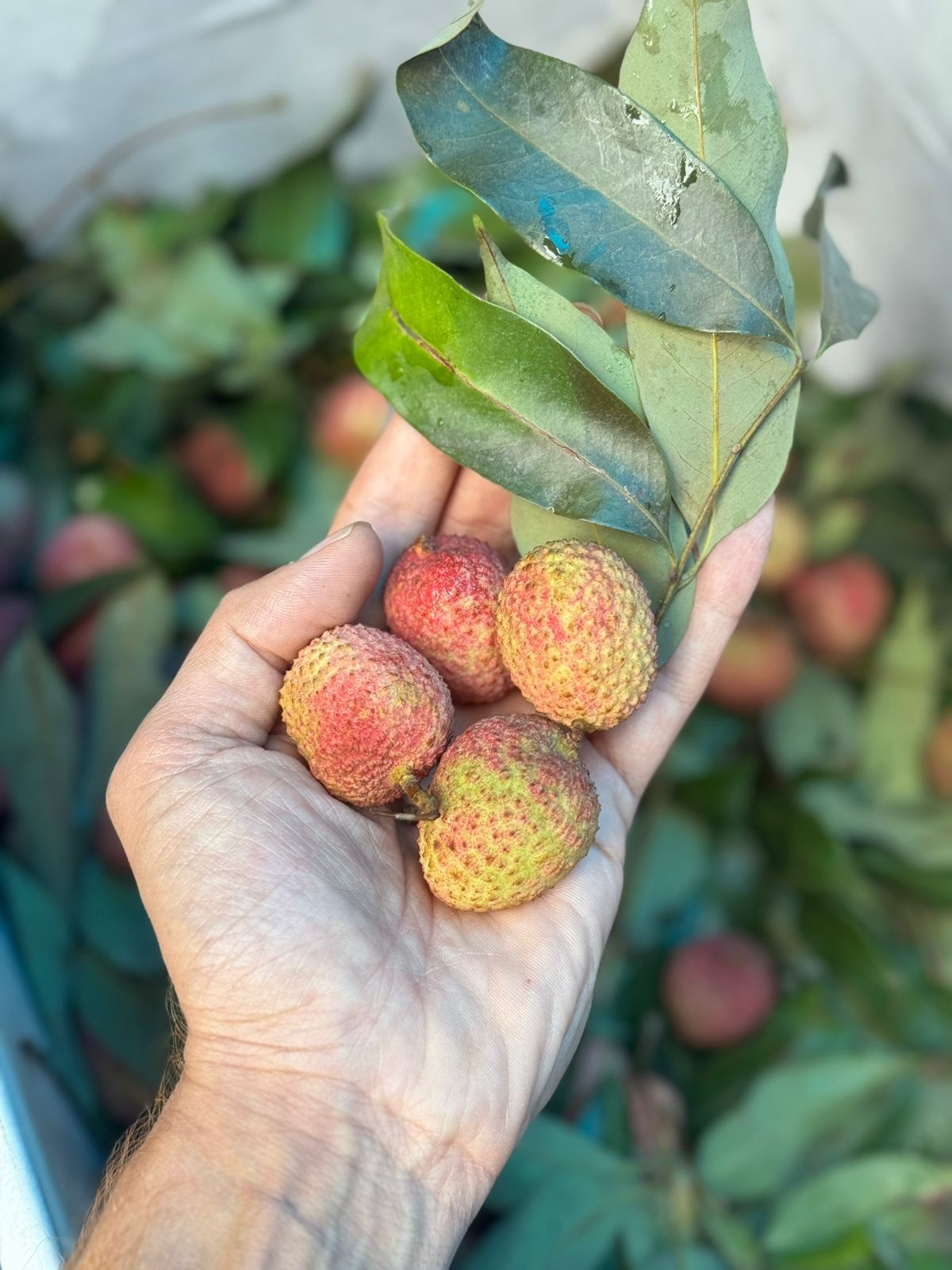 Litchi | Shahi Litchi  - Certified Organic - Muzaffarpur