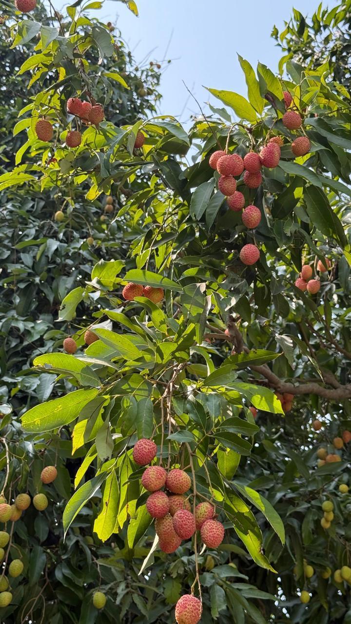 Litchi | Shahi Litchi  - Certified Organic - Muzaffarpur